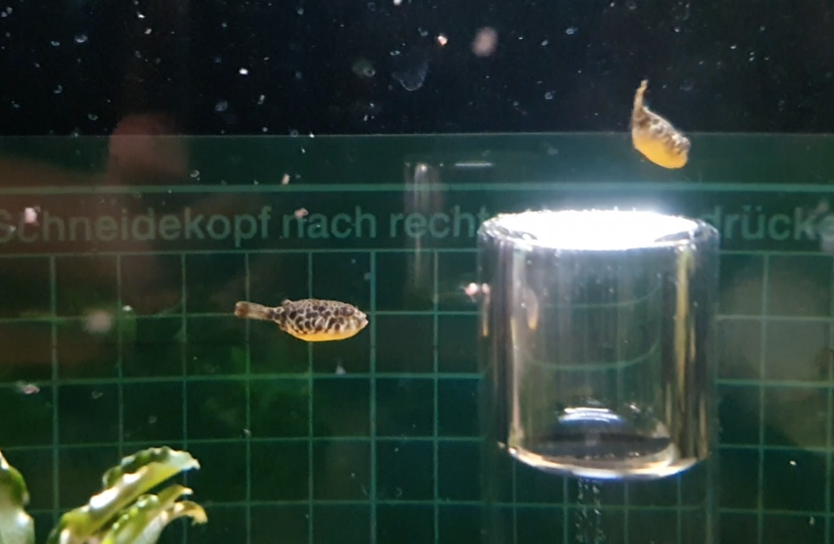 Screenshot 2021-06-09 at 16.21.05.png