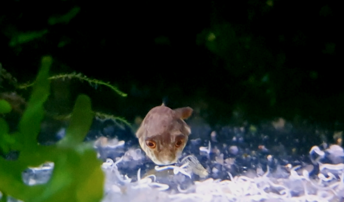 Screenshot 2021-06-19 at 12.04.14.png