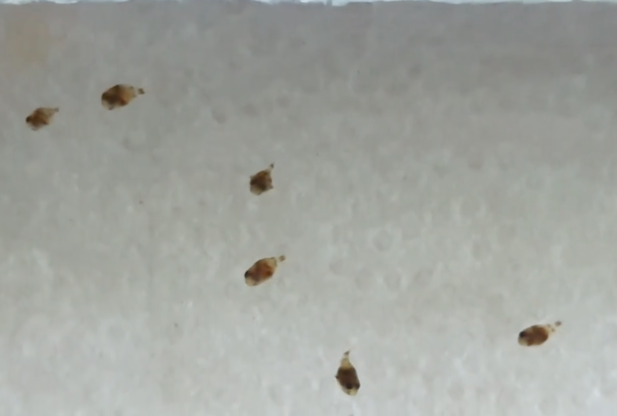 Screenshot 2021-08-31 at 20.18.57.png