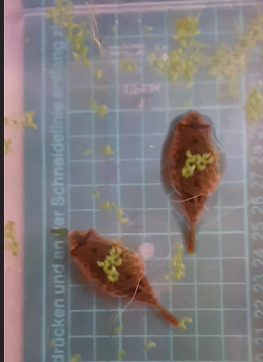 Screenshot 2021-10-21 at 19.02.36.png