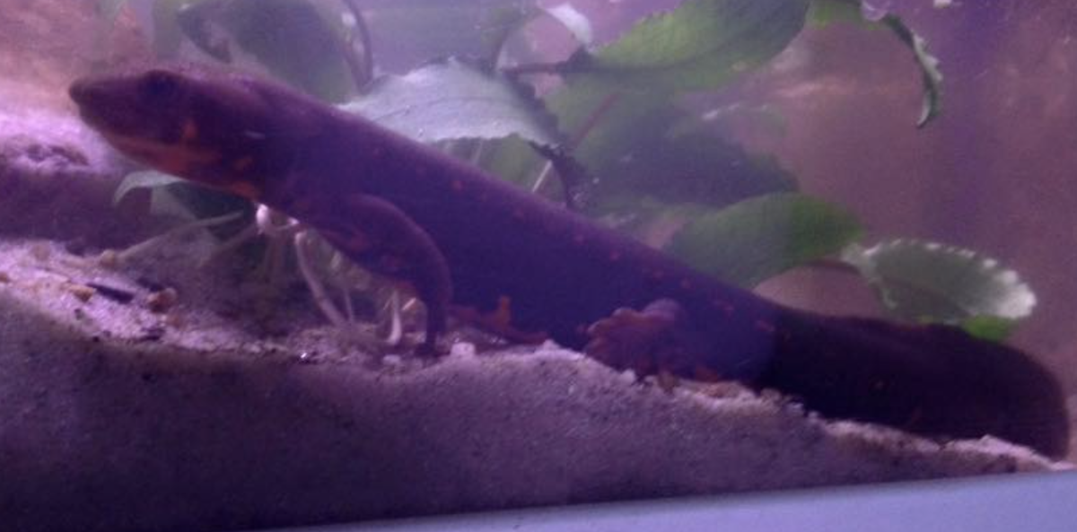 Screenshot 2021-11-26 at 09.45.54.png