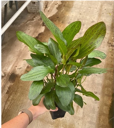 Screenshot 2023-08-07 at 14-47-57 Echinodorus Ozelot Red XL.png