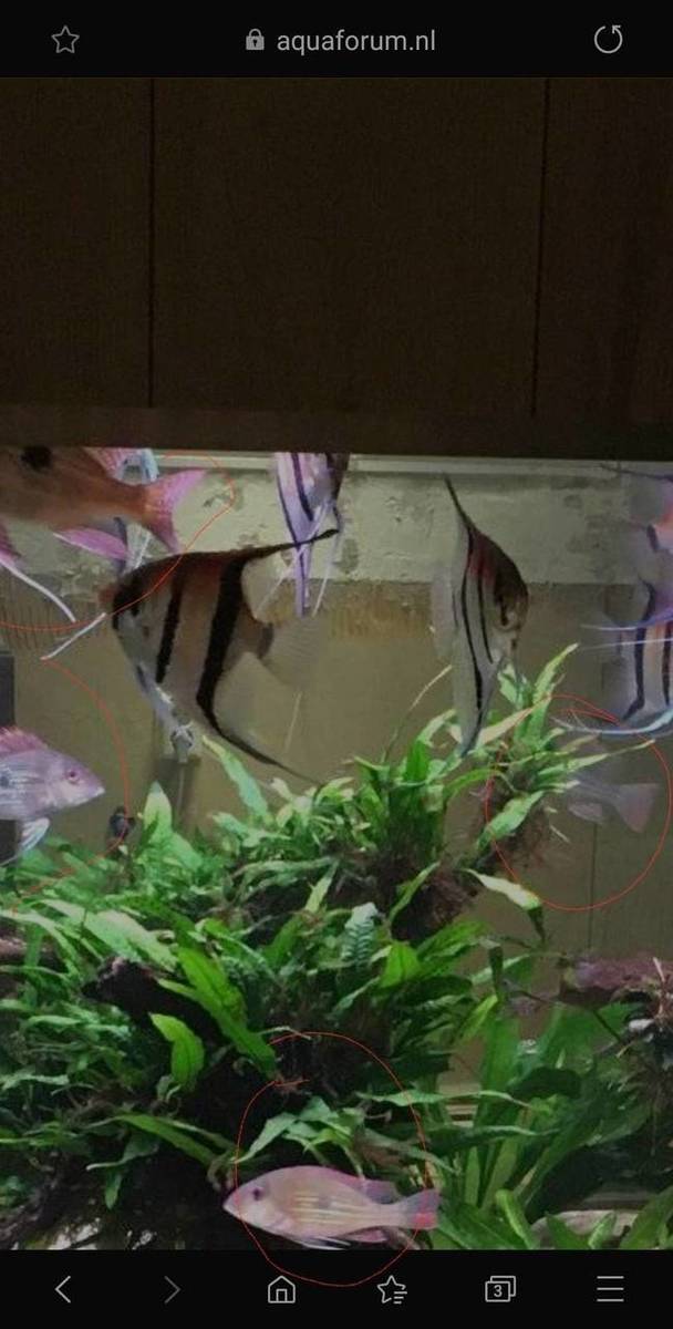 Screenshot_20200120-145643_Samsung Internet.jpg