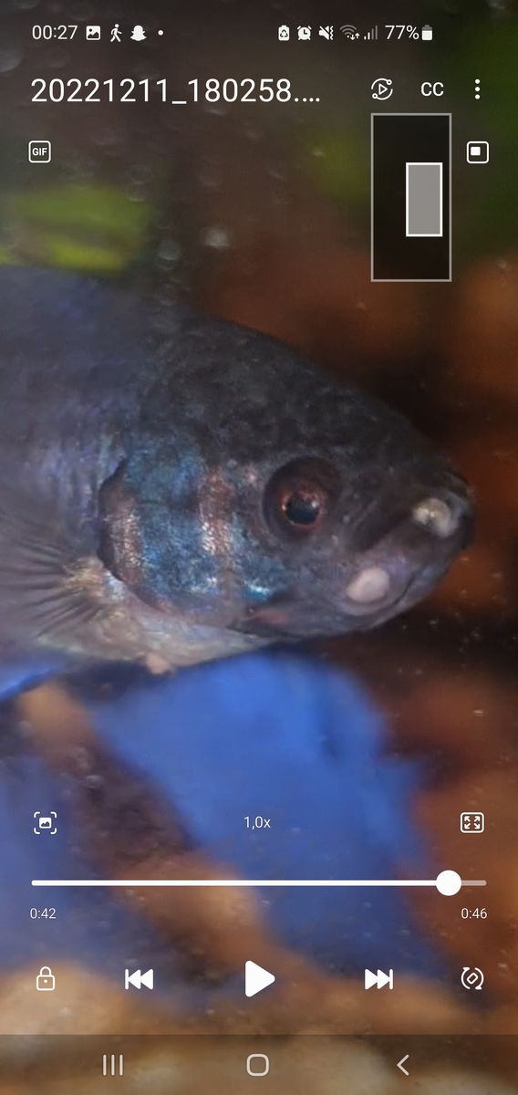 Screenshot_20221212_002733_Video Player.jpg