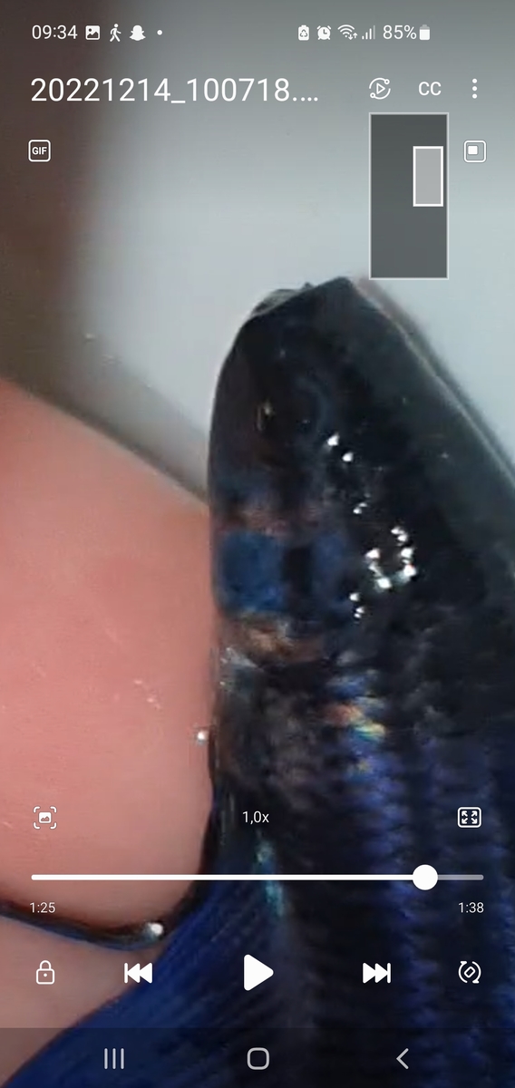 Screenshot_20221215_093458_Video Player.jpg