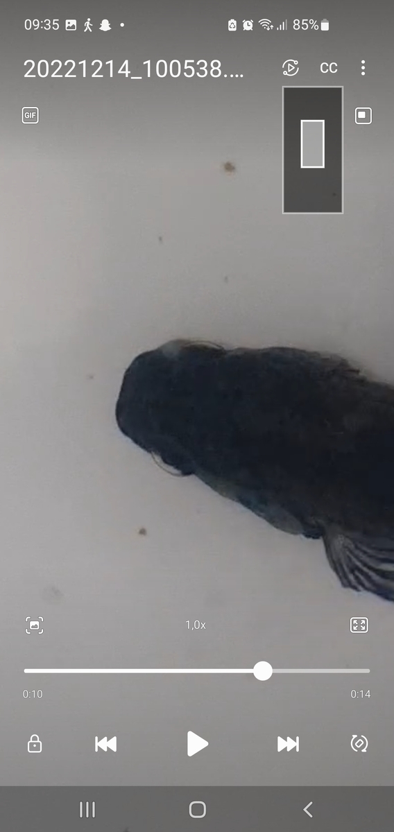 Screenshot_20221215_093533_Video Player.jpg