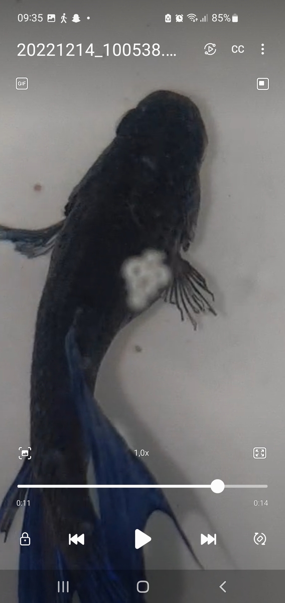 Screenshot_20221215_093549_Video Player.jpg