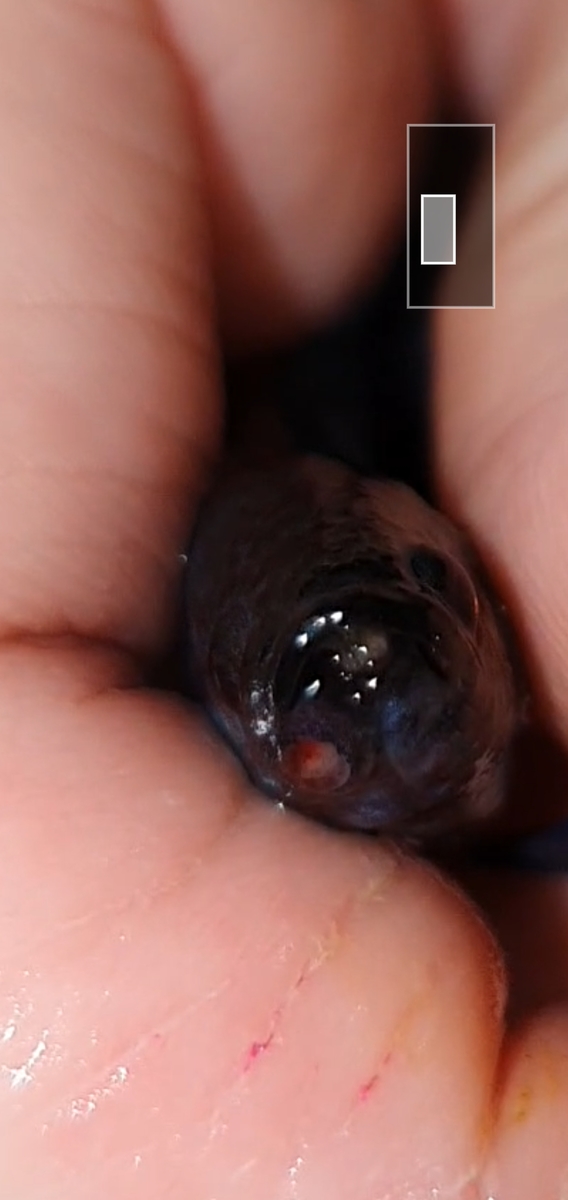 Screenshot_20221216_123123_Video Player.jpg