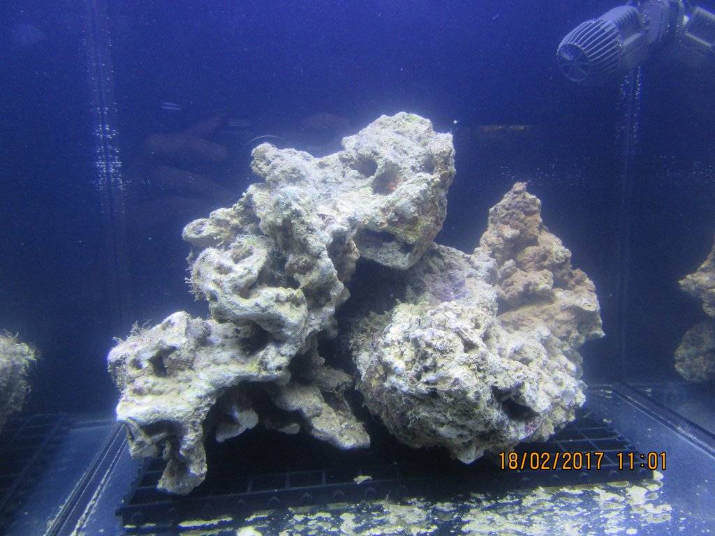 shin mao 17 2 17 001.JPG