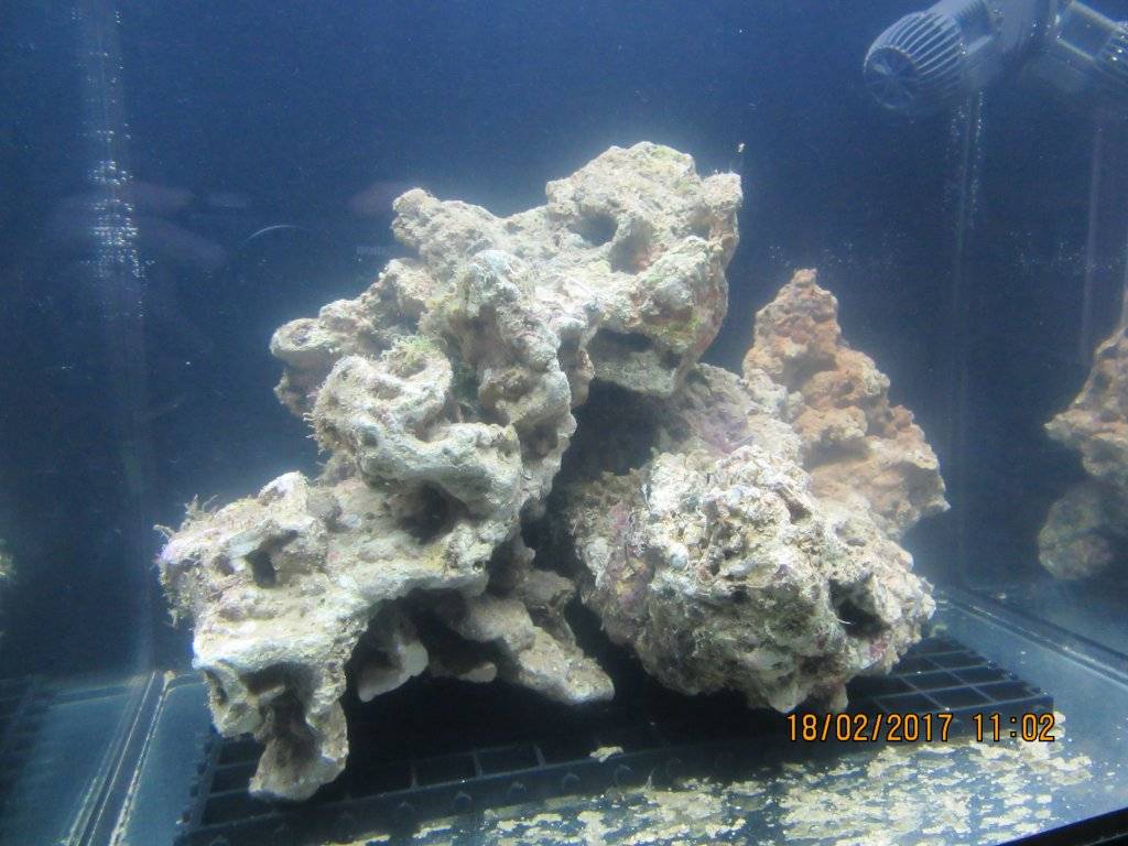 shin mao 17 2 17 003.JPG