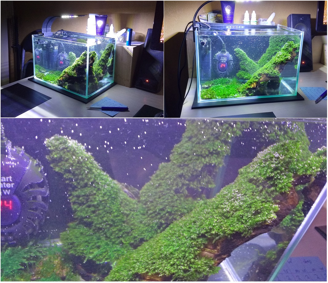 shrimp03.jpg