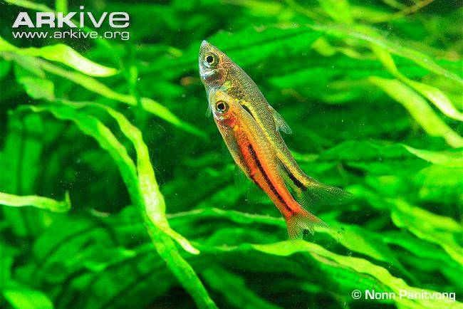 Somphongss-rasbora-courtship.jpg