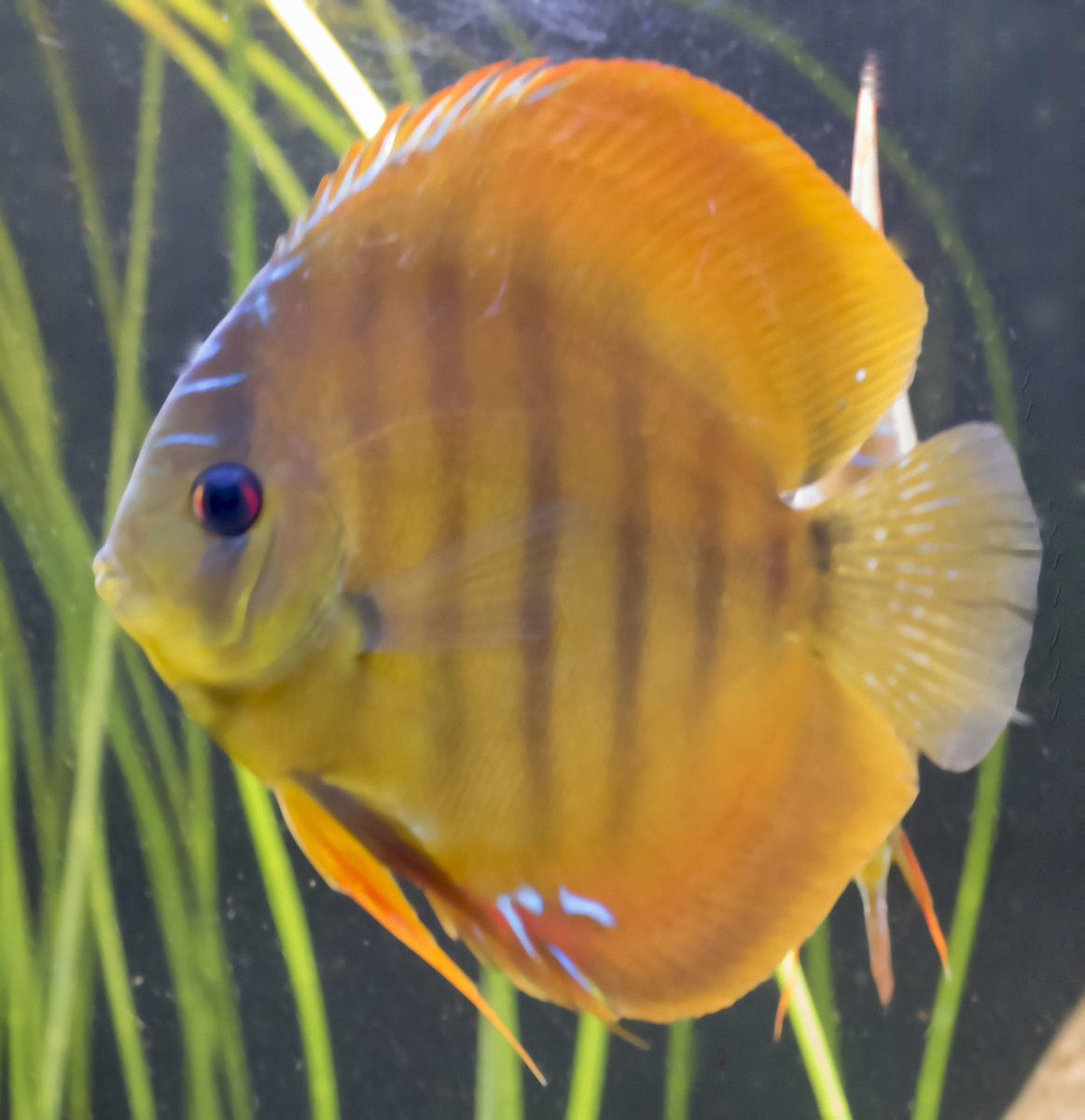 SS__1362 bewerkt.jpg