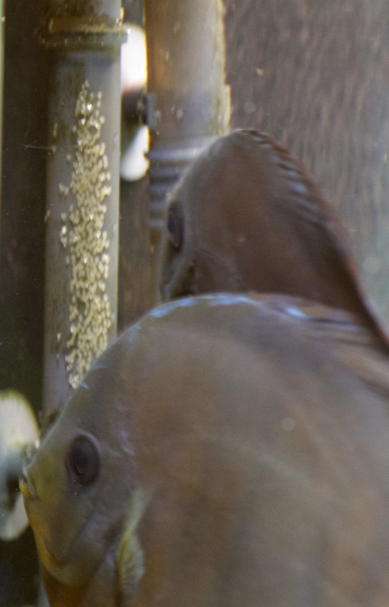 SS__2813 bewerkt 253.jpg