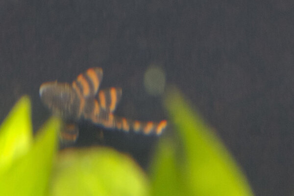 SS__2815 bewerkt 254.jpg