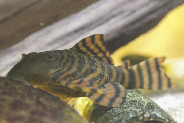 SS__2819 bewerkt 255.jpg