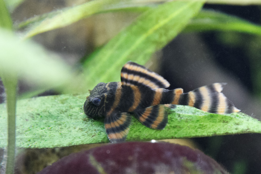 SS__2953 bewerkt 265.jpg