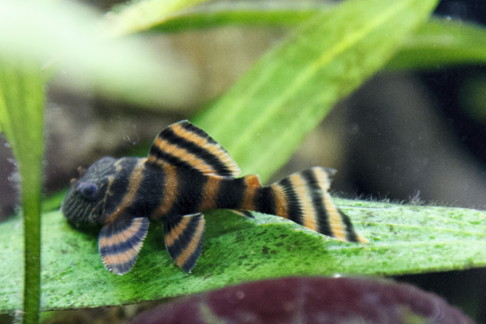 SS__2955 bewerkt 266.jpg