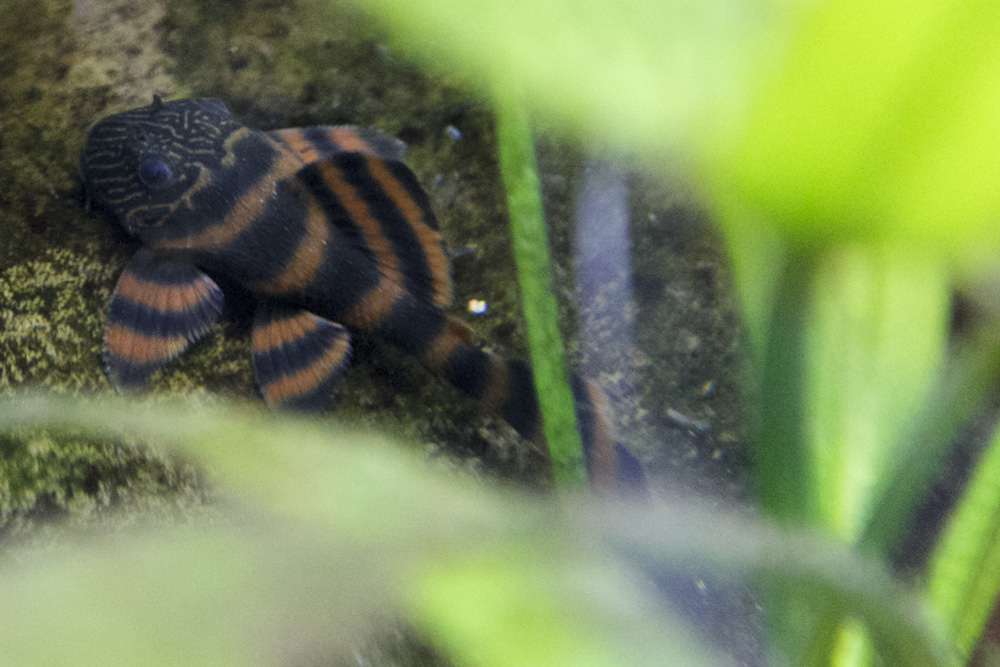 SS__2956 bewerkt 267.jpg