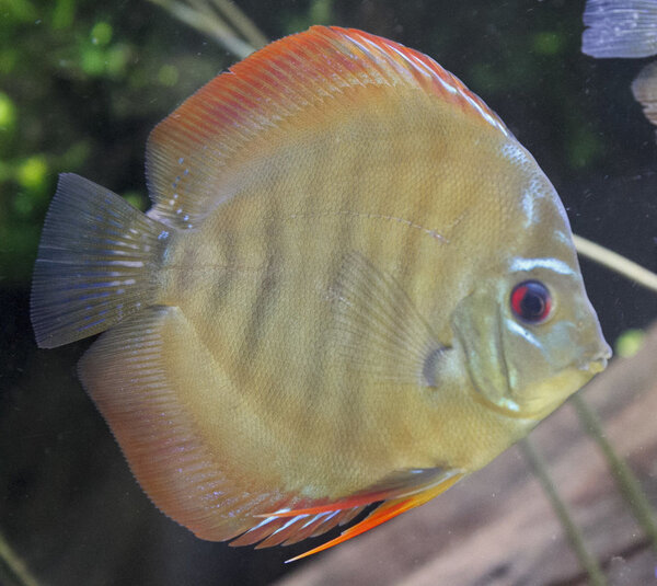 SS__3155 bewerkt 336.jpg