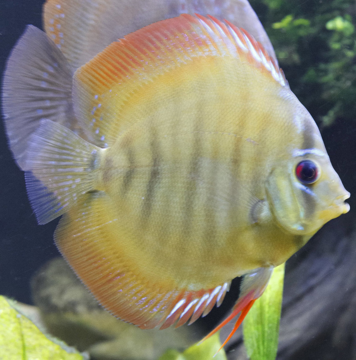 SS__3190 bewerkt 341.jpg