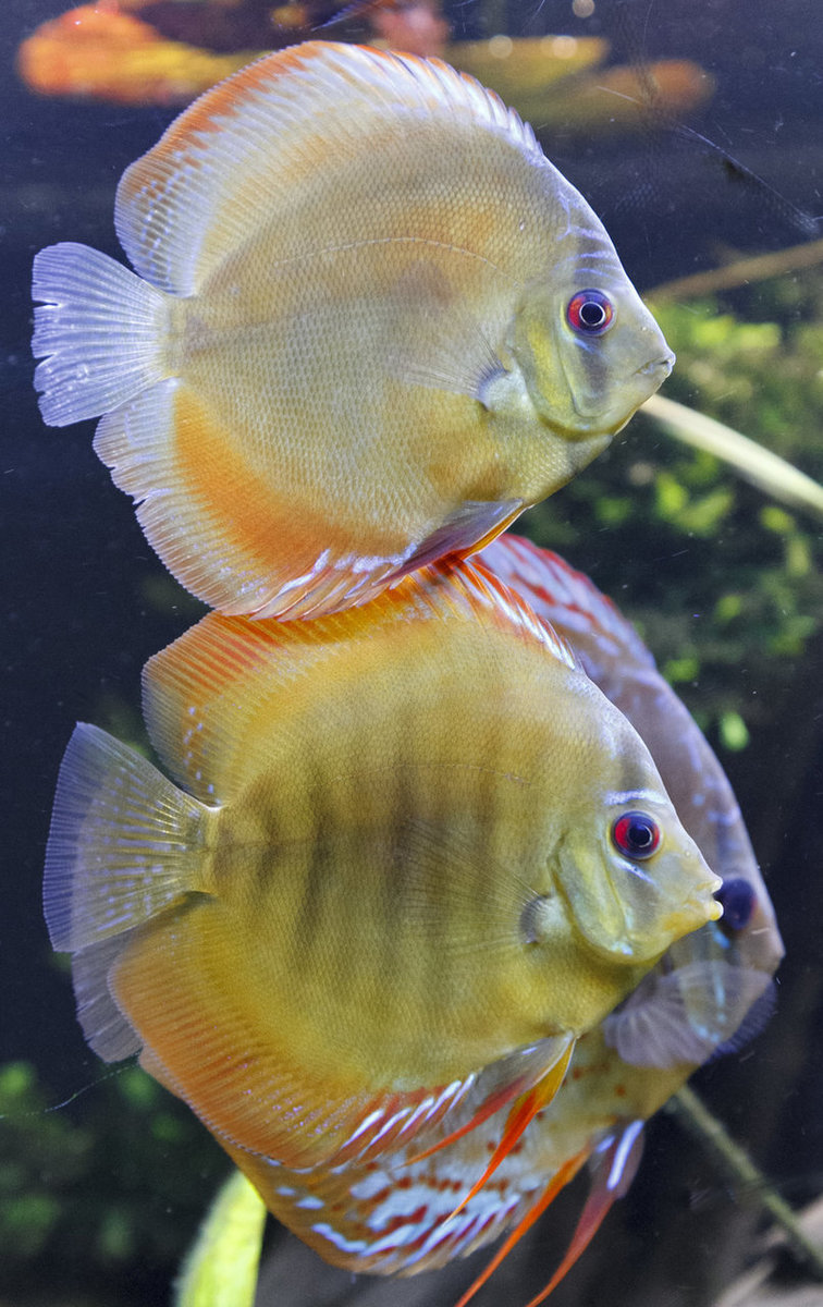 SS__3192 bewerkt 342.jpg