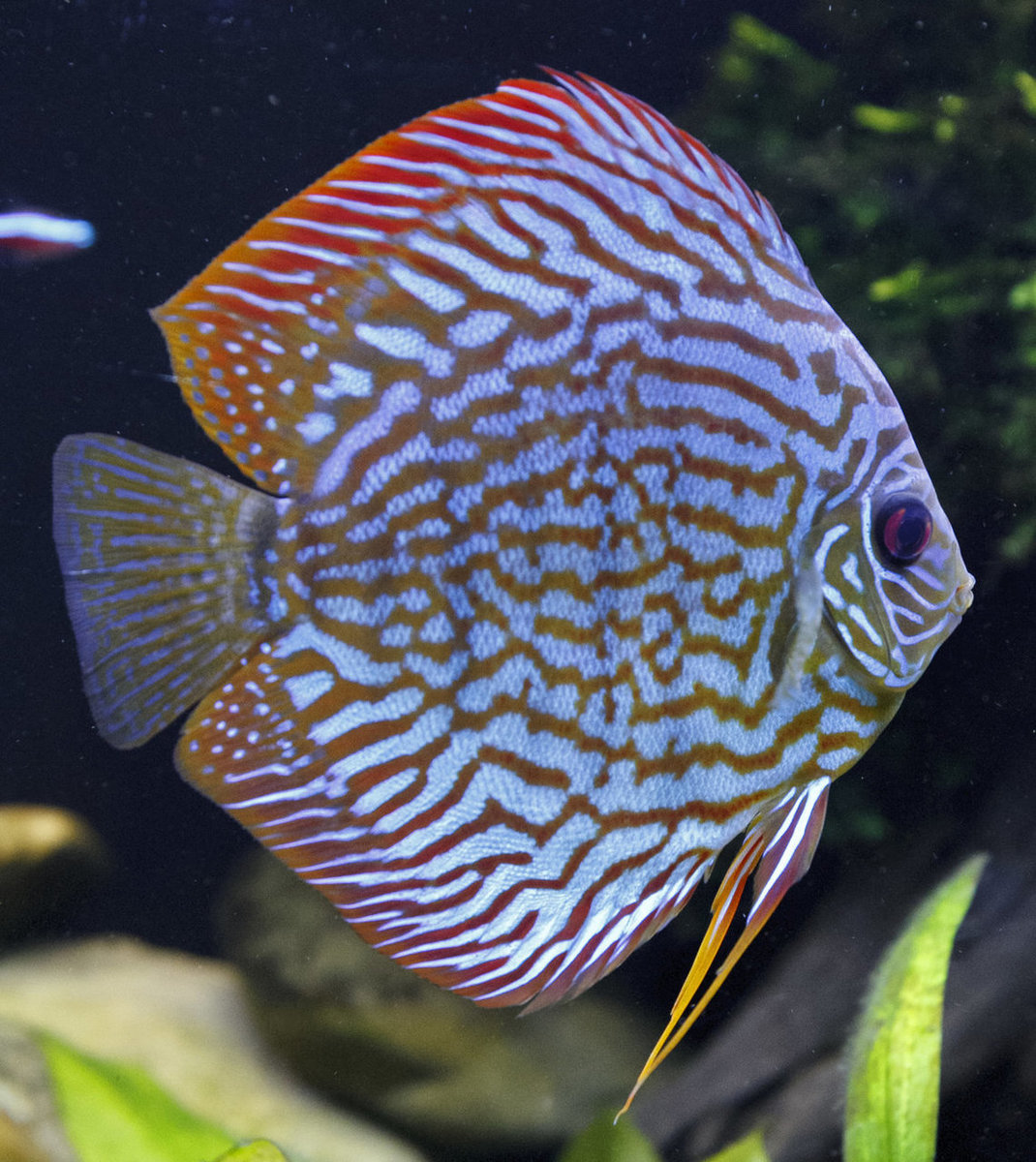 SS__3195 bewerkt 343.jpg