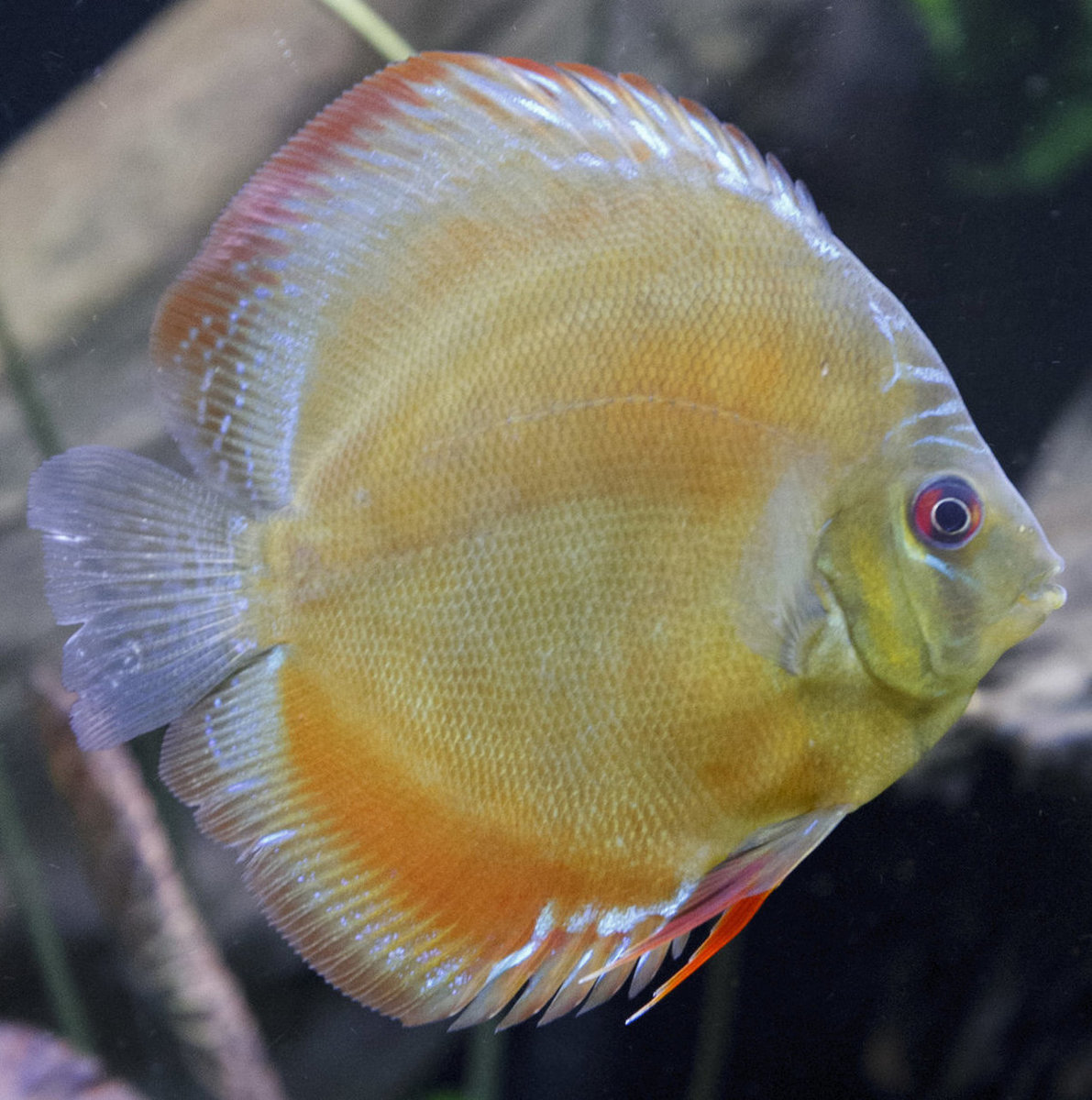 SS__3200 bewerkt 344.jpg