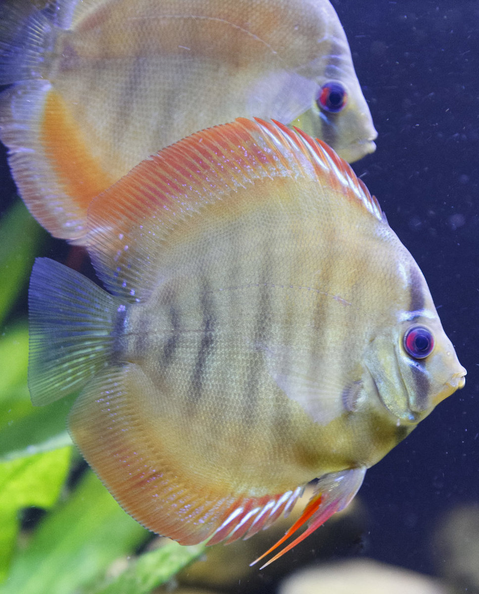 SS__3213 bewerkt 346.jpg