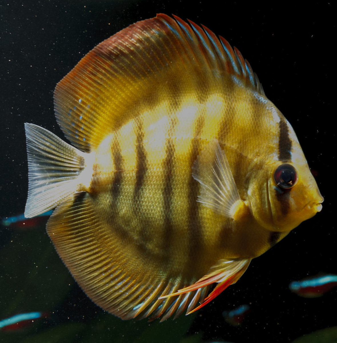 SS__3231 bewerkt 352.jpg