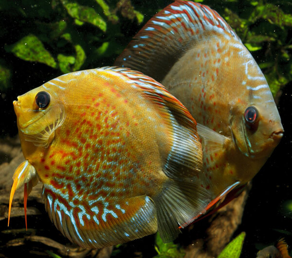 SS__3234 bewerkt 354.jpg