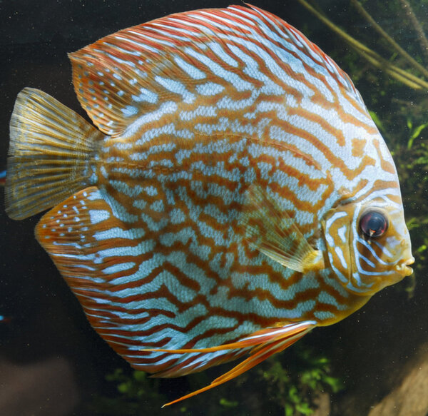 SS__3255 bewerkt 357.jpg