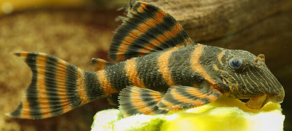 SS__3261 bewerkt 361.jpg