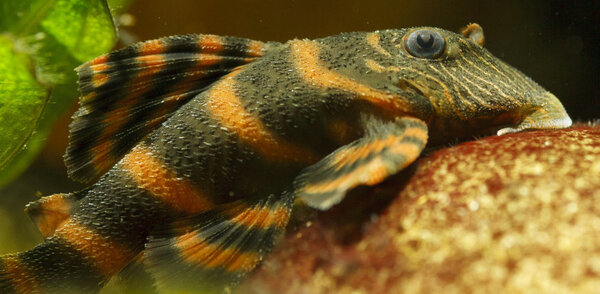 SS__3272 bewerkt 364.jpg