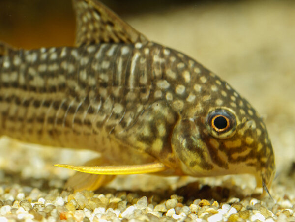 SS__3273 bewerkt 365.jpg