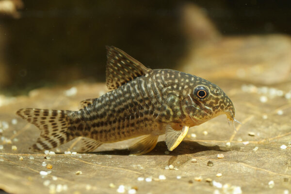 SS__3282 bewerkt 367.jpg