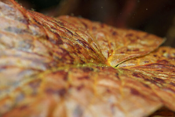 SS__3284 bewerkt 368.jpg