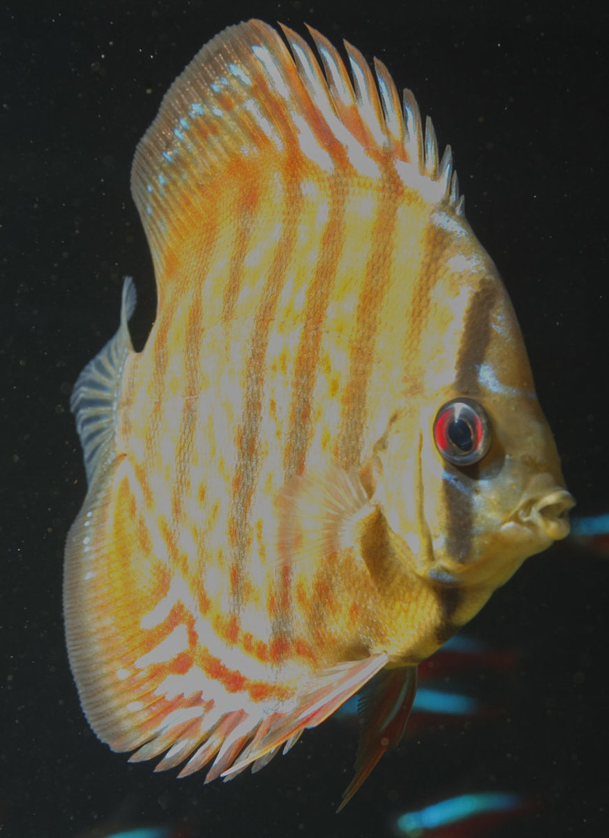 SS__3298 bewerkt 373.jpg