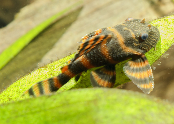 SS__3307 bewerkt 374.jpg