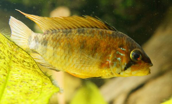 SS__3317 bewerkt 375.jpg