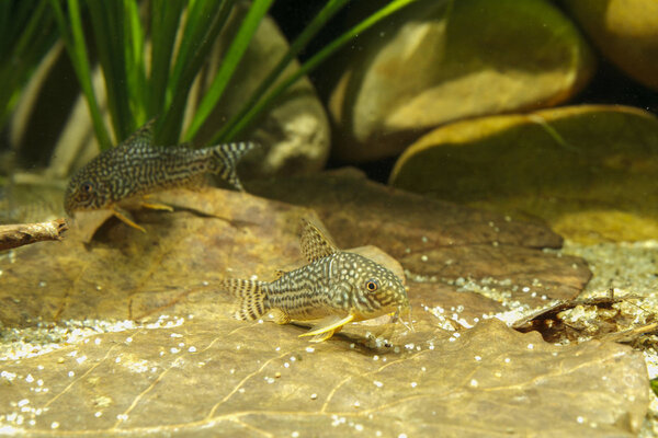 SS__3328 bewerkt 379.jpg