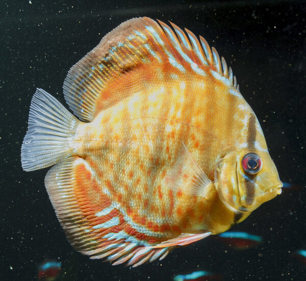 SS__3331 bewerkt 380.jpg