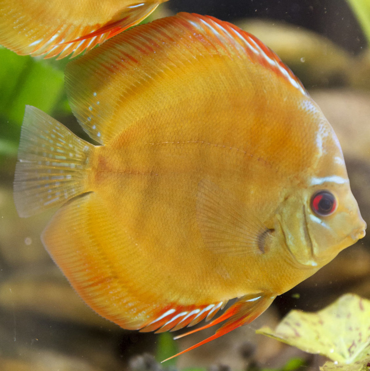 SS__3728 bewerkt 464.jpg