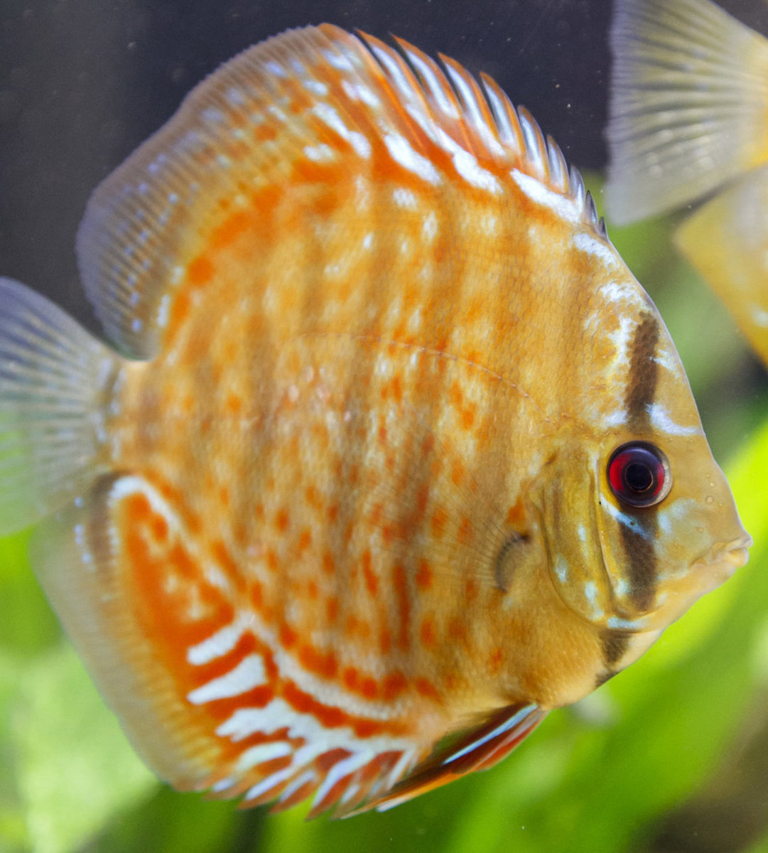 SS__3729 bewerkt 465.jpg