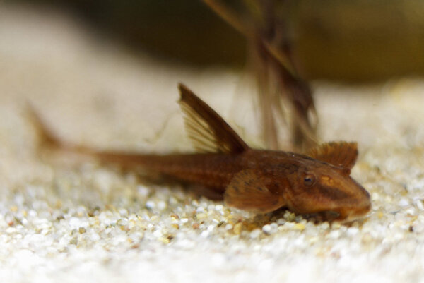 SS__3817 bewerkt 531.jpg