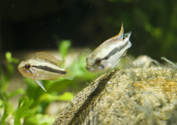 SS__4478 bewerkt 651.jpg