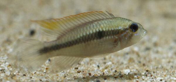 SS__4495 bewerkt 655.jpg