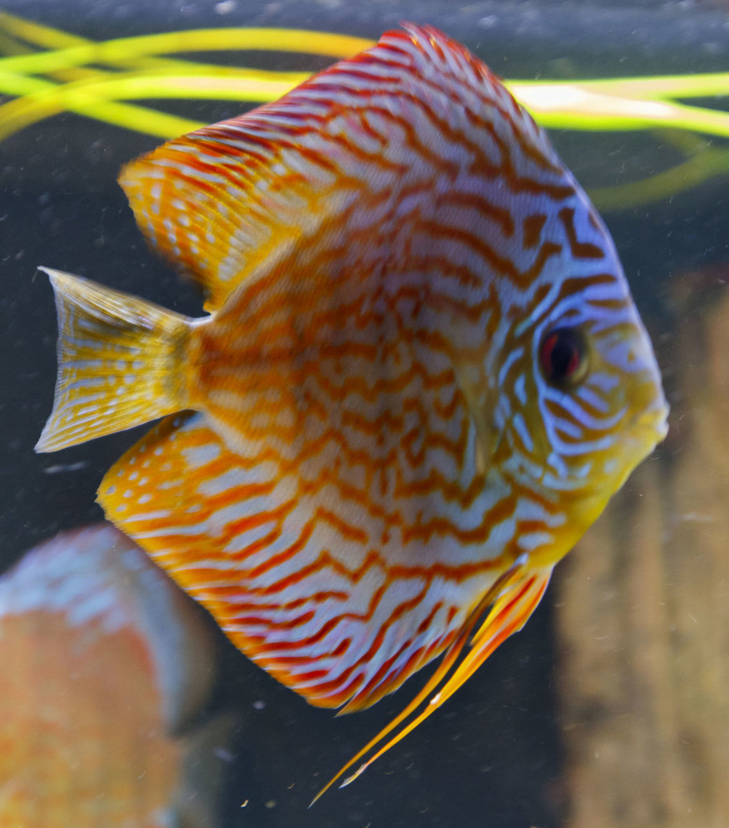 SS__5030 bewerkt Serienummer, 4 cijfers.jpg