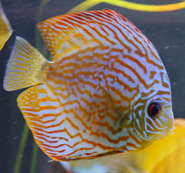 SS__5041 bewerkt Serienummer, 4 cijfers.jpg