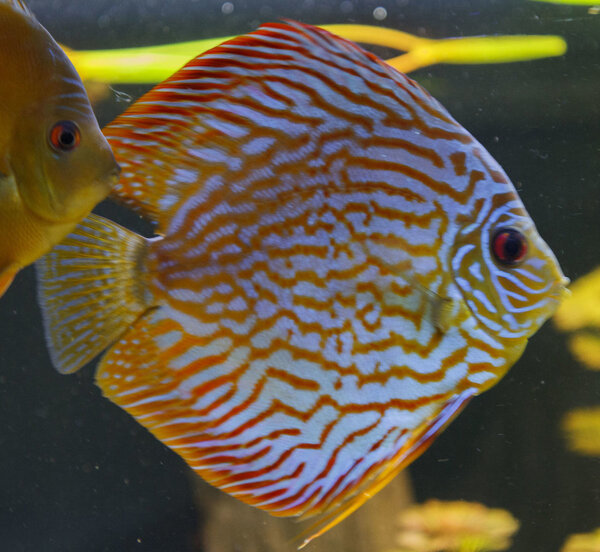 SS__5045 bewerkt Serienummer, 4 cijfers.jpg